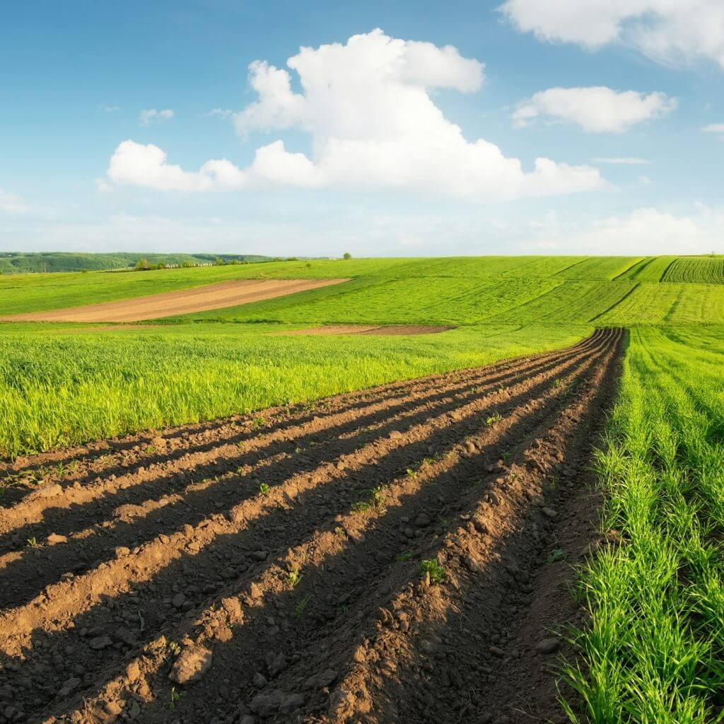 Agricultural landscape